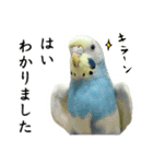 Parakeet is together SATORA（個別スタンプ：4）