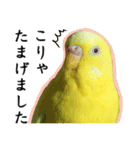 Parakeet is together SATORA（個別スタンプ：5）