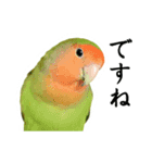 Parakeet is together SATORA（個別スタンプ：6）