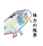 Parakeet is together SATORA（個別スタンプ：7）