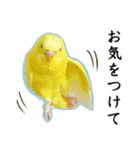 Parakeet is together SATORA（個別スタンプ：8）