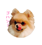 愛犬 豆蔵スタンプ（個別スタンプ：4）