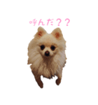 愛犬 豆蔵スタンプ（個別スタンプ：8）