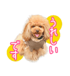 トイプーのクレバー（1）【日常用】（個別スタンプ：1）