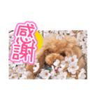 トイプーのクレバー（1）【日常用】（個別スタンプ：2）