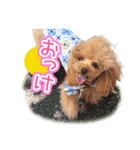 トイプーのクレバー（1）【日常用】（個別スタンプ：5）