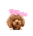 トイプーのクレバー（1）【日常用】（個別スタンプ：8）