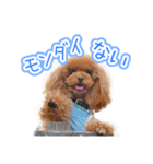 トイプーのクレバー（1）【日常用】（個別スタンプ：10）