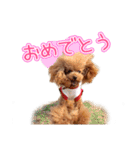 トイプーのクレバー（1）【日常用】（個別スタンプ：11）