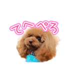 トイプーのクレバー（1）【日常用】（個別スタンプ：22）