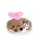 トイプーのクレバー（1）【日常用】（個別スタンプ：24）