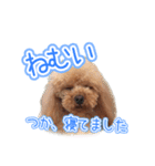 トイプーのクレバー（1）【日常用】（個別スタンプ：25）