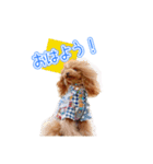 トイプーのクレバー（1）【日常用】（個別スタンプ：27）