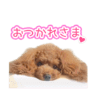 トイプーのクレバー（1）【日常用】（個別スタンプ：28）