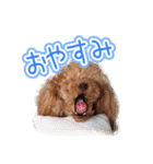 トイプーのクレバー（1）【日常用】（個別スタンプ：29）