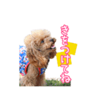トイプーのクレバー（1）【日常用】（個別スタンプ：30）