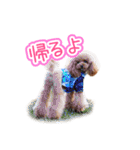 トイプーのクレバー（1）【日常用】（個別スタンプ：31）
