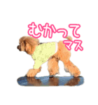 トイプーのクレバー（1）【日常用】（個別スタンプ：34）