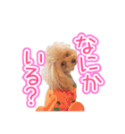 トイプーのクレバー（1）【日常用】（個別スタンプ：35）