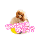トイプーのクレバー（1）【日常用】（個別スタンプ：36）