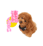 トイプーのクレバー（1）【日常用】（個別スタンプ：37）