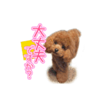 トイプーのクレバー（1）【日常用】（個別スタンプ：39）