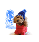 トイプーのクレバー（1）【日常用】（個別スタンプ：40）
