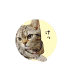 愛猫リリィのツンデレでコントな日常（個別スタンプ：17）