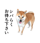 柴犬の写真スタンプ3【ダジャレ】（個別スタンプ：4）