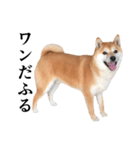 柴犬の写真スタンプ3【ダジャレ】（個別スタンプ：8）