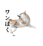 柴犬の写真スタンプ3【ダジャレ】（個別スタンプ：9）