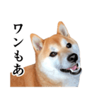 柴犬の写真スタンプ3【ダジャレ】（個別スタンプ：10）