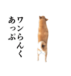 柴犬の写真スタンプ3【ダジャレ】（個別スタンプ：12）
