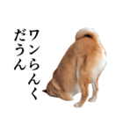 柴犬の写真スタンプ3【ダジャレ】（個別スタンプ：13）