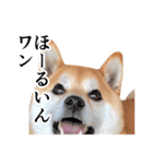柴犬の写真スタンプ3【ダジャレ】（個別スタンプ：14）