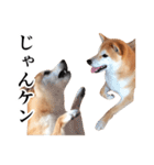 柴犬の写真スタンプ3【ダジャレ】（個別スタンプ：16）