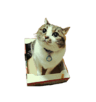 cat bird dog（個別スタンプ：1）