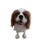 cat bird dog（個別スタンプ：2）