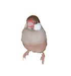 cat bird dog（個別スタンプ：3）