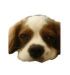 cat bird dog（個別スタンプ：4）