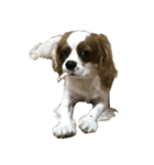 cat bird dog（個別スタンプ：5）