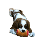 cat bird dog（個別スタンプ：7）