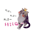 DondongMaini'chi（個別スタンプ：1）