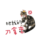 DondongMaini'chi（個別スタンプ：6）