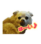 チワワのゆめちゃん♪と、愉快な仲間たち♪（個別スタンプ：1）
