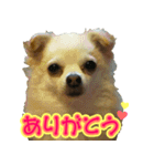 チワワのゆめちゃん♪と、愉快な仲間たち♪（個別スタンプ：2）