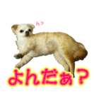 チワワのゆめちゃん♪と、愉快な仲間たち♪（個別スタンプ：3）