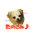 チワワのゆめちゃん♪と、愉快な仲間たち♪（個別スタンプ：4）