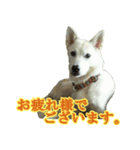チワワのゆめちゃん♪と、愉快な仲間たち♪（個別スタンプ：5）