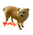 チワワのゆめちゃん♪と、愉快な仲間たち♪（個別スタンプ：6）